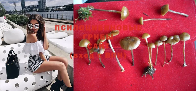 закладка  Горячий Ключ  Галлюциногенные грибы Psilocybe 